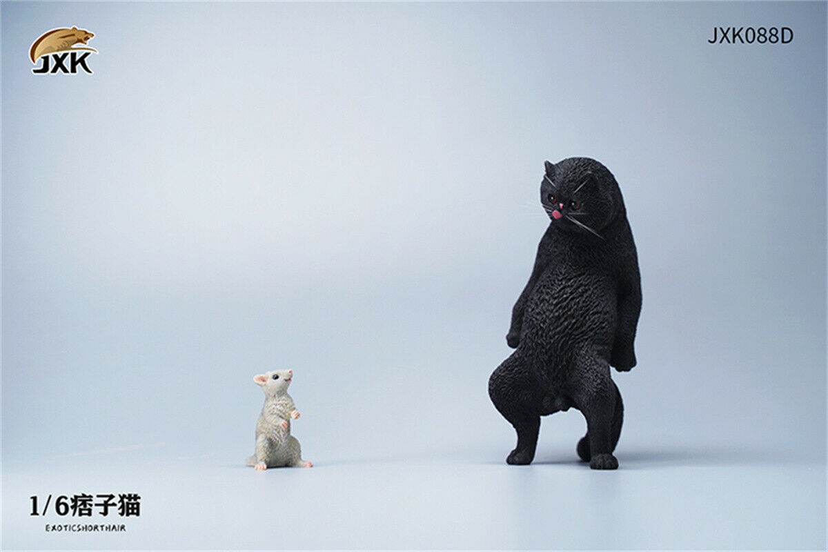 JXK 1/6th Exotic Shorthair Model Ruffian Cat Figure Realistic Animal Collector Funny Decoration Ornaments Kids Gift Toy JXK 1/6th Exotic Shorthair Model Ruffian Cat Figure Realistic Animal Collector Funny Decoration Ornaments Kids Gift Toy