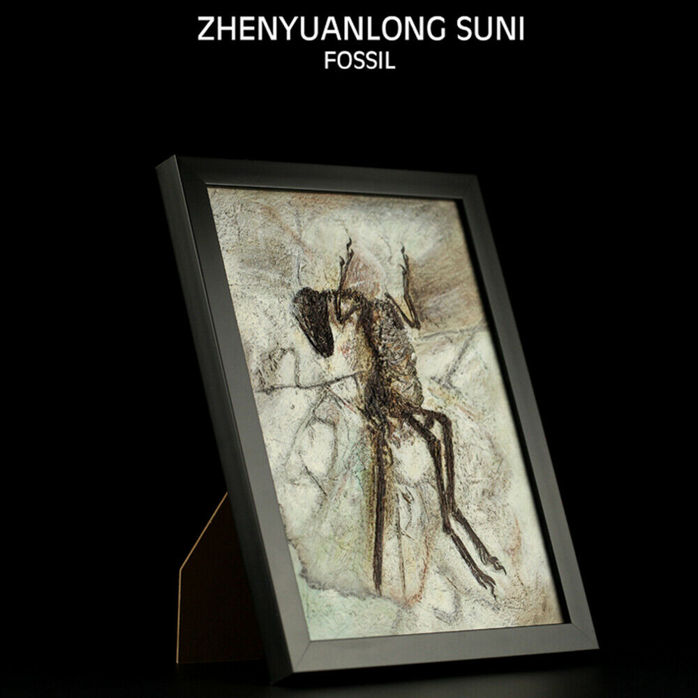 Vitae Zhenyuanlong Suni Fossil Photo Frame Dinosaur Toys Animal Collector Decoration Adults Gift