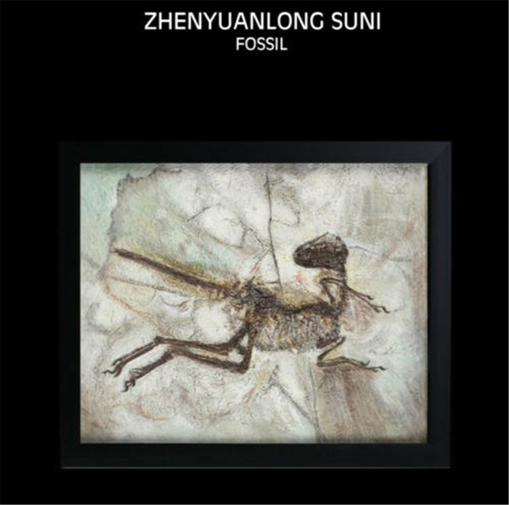 Vitae Zhenyuanlong Suni Fossil Photo Frame Dinosaur Toys Animal Collector Decoration Adults Gift