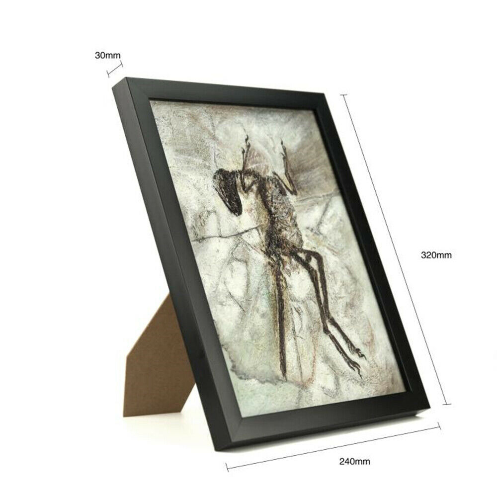 Vitae Zhenyuanlong Suni Fossil Photo Frame Dinosaur Toys Animal Collector Decoration Adults Gift