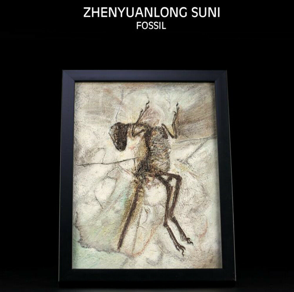 Vitae Zhenyuanlong Suni Fossil Photo Frame Dinosaur Toys Animal Collector Decoration Adults Gift