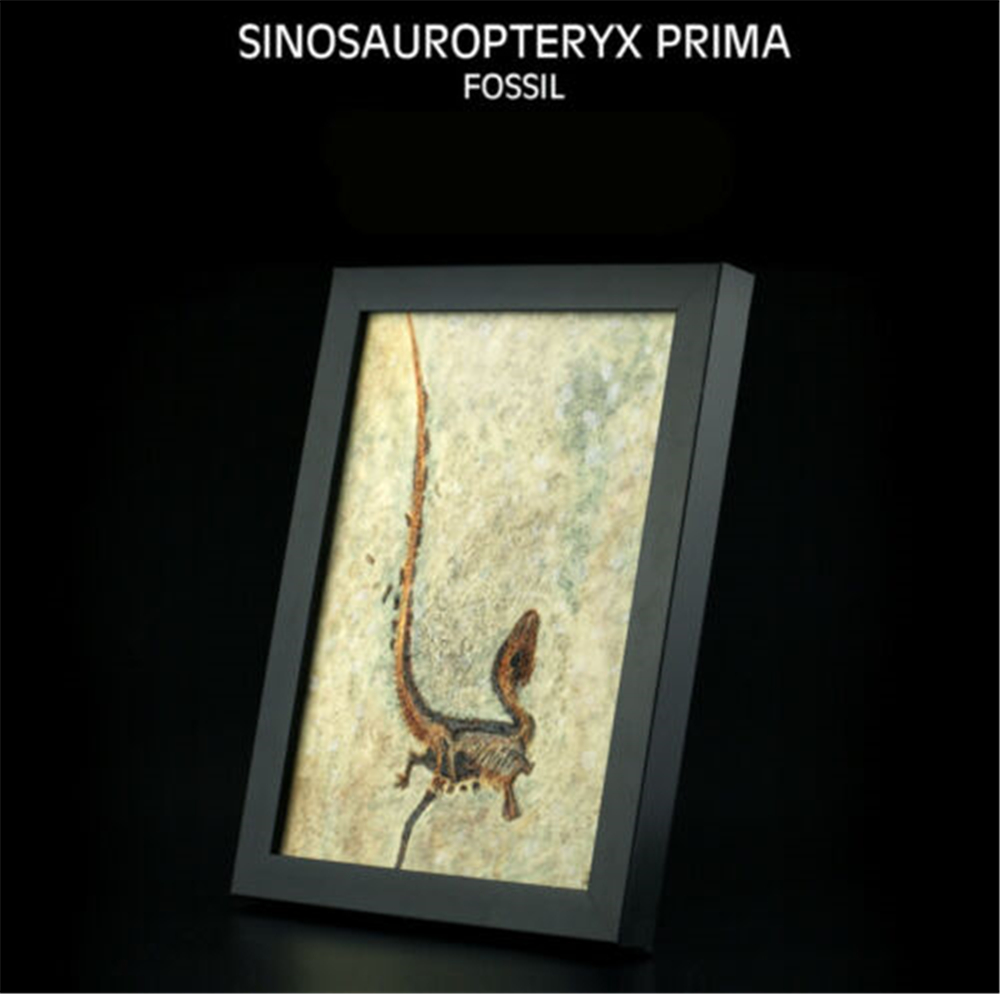 Vitae Sinosauropteryx Zhenyuanlong Microraptor Archaeopteryx Tyrannosaurus T Rex Fossil Photo Frame Dinosaur Model Toy Vitae Sinosauropteryx Zhenyuanlong Microraptor Archaeopteryx Tyrannosaurus T Rex Fossil Photo Frame Dinosaur Model Toy