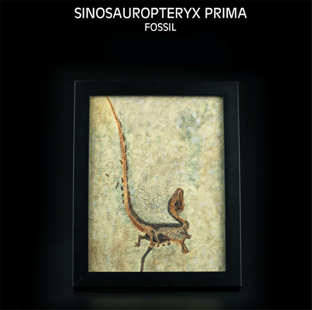 Vitae Sinosauropteryx Prima Fossil Photo Frame Dinosaur Toys Animal Collector Decoration Adults Gift Vitae Sinosauropteryx Prima Fossil Photo Frame Dinosaur Toys Animal Collector Decoration Adults Gift
