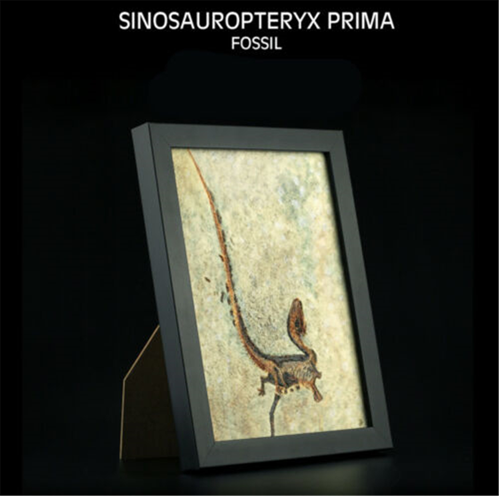 Vitae Sinosauropteryx Prima Fossil Photo Frame Dinosaur Toys Animal Collector Decoration Adults Gift Vitae Sinosauropteryx Prima Fossil Photo Frame Dinosaur Toys Animal Collector Decoration Adults Gift