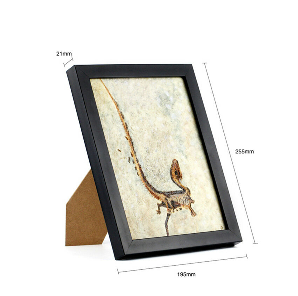 Vitae Sinosauropteryx Prima Fossil Photo Frame Dinosaur Toys Animal Collector Decoration Adults Gift Vitae Sinosauropteryx Prima Fossil Photo Frame Dinosaur Toys Animal Collector Decoration Adults Gift