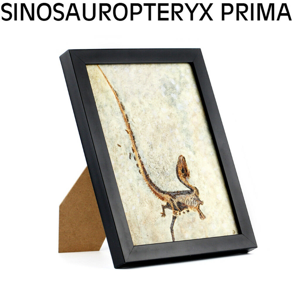 Vitae Sinosauropteryx Prima Fossil Photo Frame Dinosaur Toys Animal Collector Decoration Adults Gift Vitae Sinosauropteryx Prima Fossil Photo Frame Dinosaur Toys Animal Collector Decoration Adults Gift