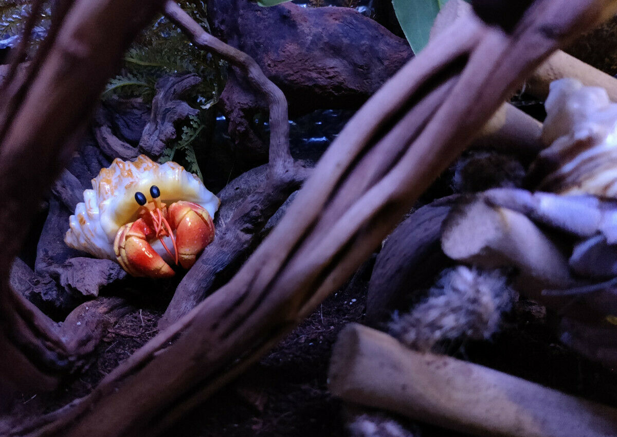 Summer Hermit Crab Model Blind Box Animal Paguridae Figure Collector Decor Gift Crafts Souvenirs Decoration Vehicle Simulation Summer Hermit Crab Model Blind Box Animal Paguridae Figure Collector Decor Gift Crafts Souvenirs Decoration Vehicle Simulation