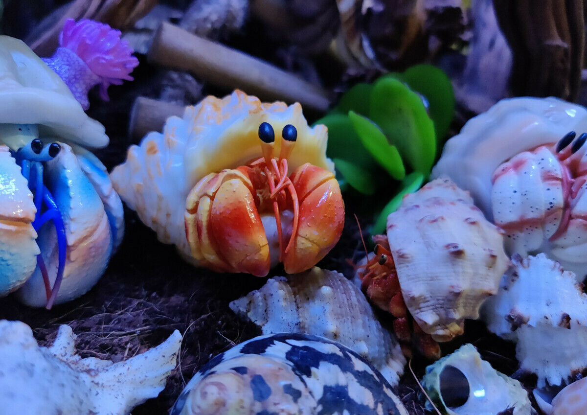 Summer Hermit Crab Model Blind Box Animal Paguridae Figure Collector Decor Gift Crafts Souvenirs Decoration Vehicle Simulation Summer Hermit Crab Model Blind Box Animal Paguridae Figure Collector Decor Gift Crafts Souvenirs Decoration Vehicle Simulation
