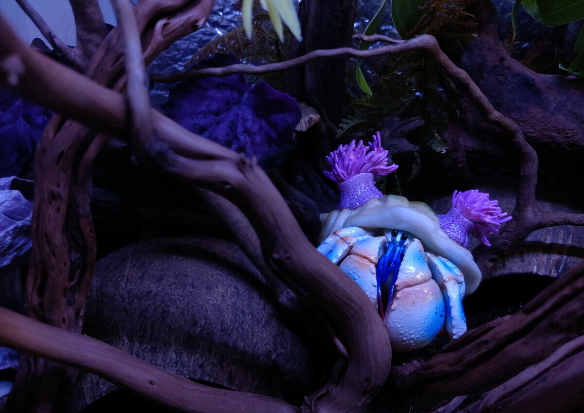 Summer Hermit Crab Model Blind Box Animal Paguridae Figure Collector Decor Gift Crafts Souvenirs Decoration Vehicle Simulation