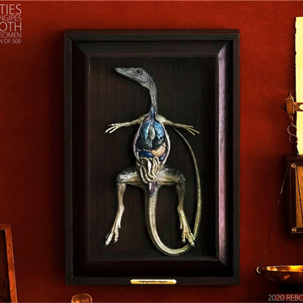 REBOR Compsognathus Anatomical Specimens Limited Model Animal Figure Collector Toys for Children Xmas Gift Dinosaur Model Animal REBOR Compsognathus Anatomical Specimens Limited Model Animal Figure Collector Toys for Children Xmas Gift Dinosaur Model Animal