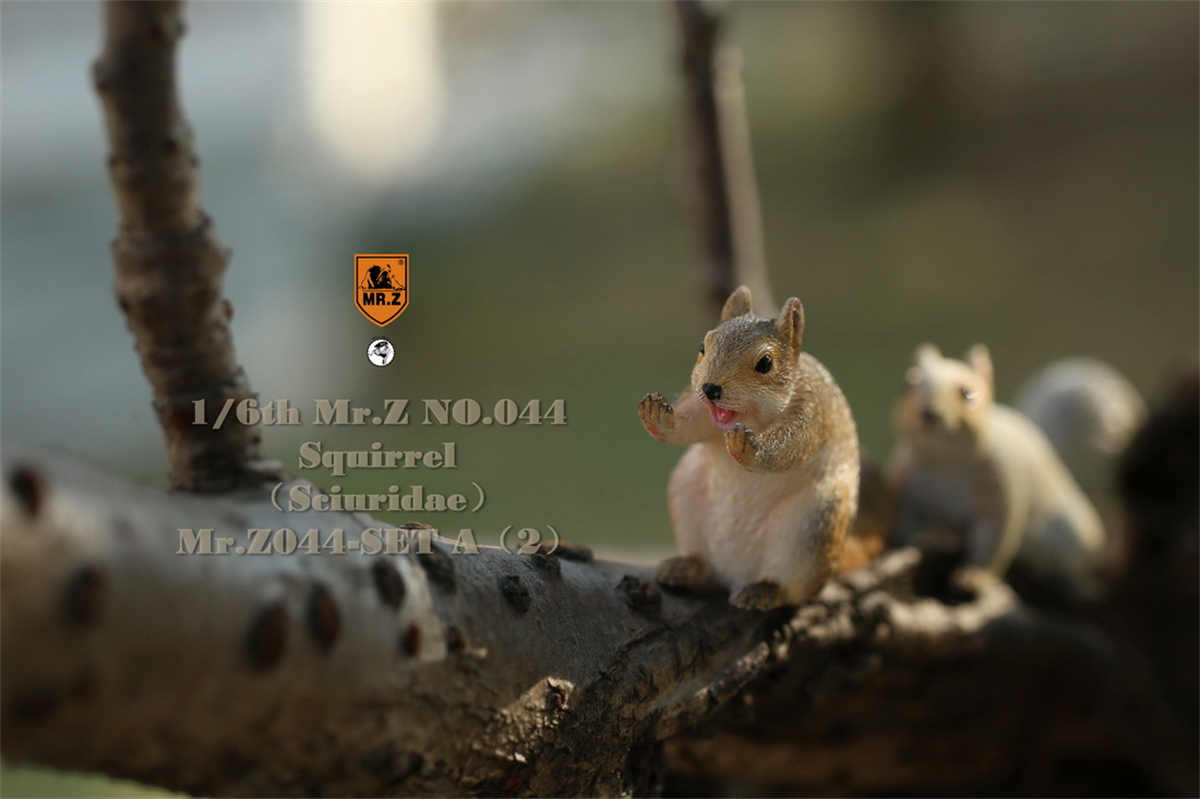 Mr.Z Studio 1:6 3Pcs Squirrel Pet Figure Sciuridae Animal Collector Model Toy Kid Gift Resin Ornaments Healing Small Jewelry Mr.Z Studio 1:6 3Pcs Squirrel Pet Figure Sciuridae Animal Collector Model Toy Kid Gift Resin Ornaments Healing Small Jewelry