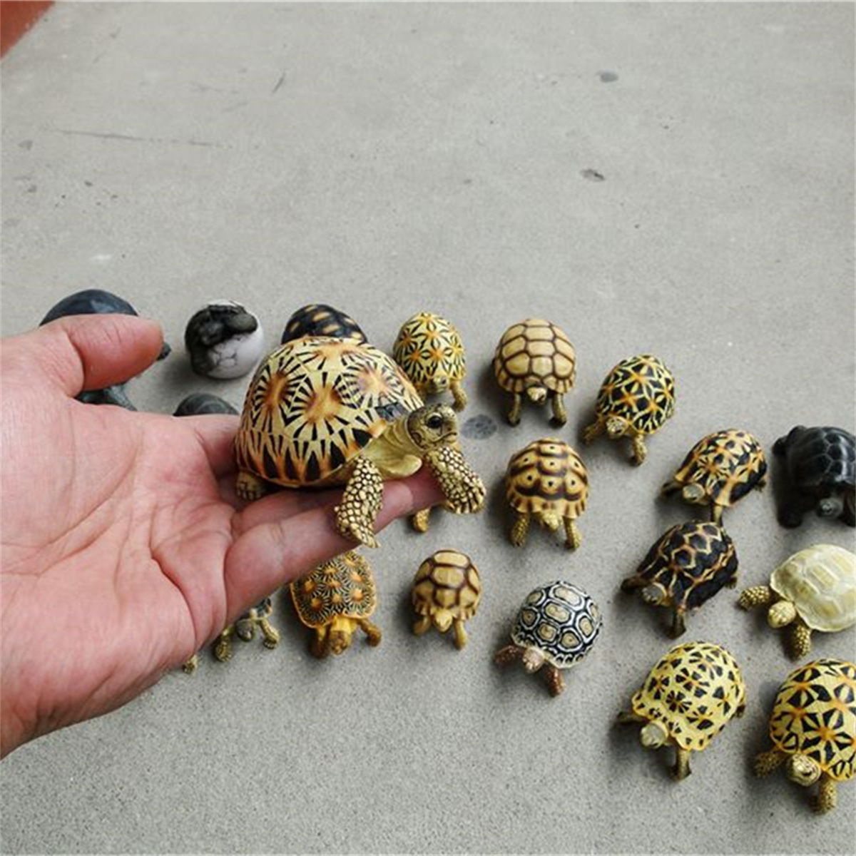 Tortoise Animal Figure Testudinidae Mini Size Model Box Turtle Desk Decoration Astrochelys Radiata Ornaments Geochelone Sulcata