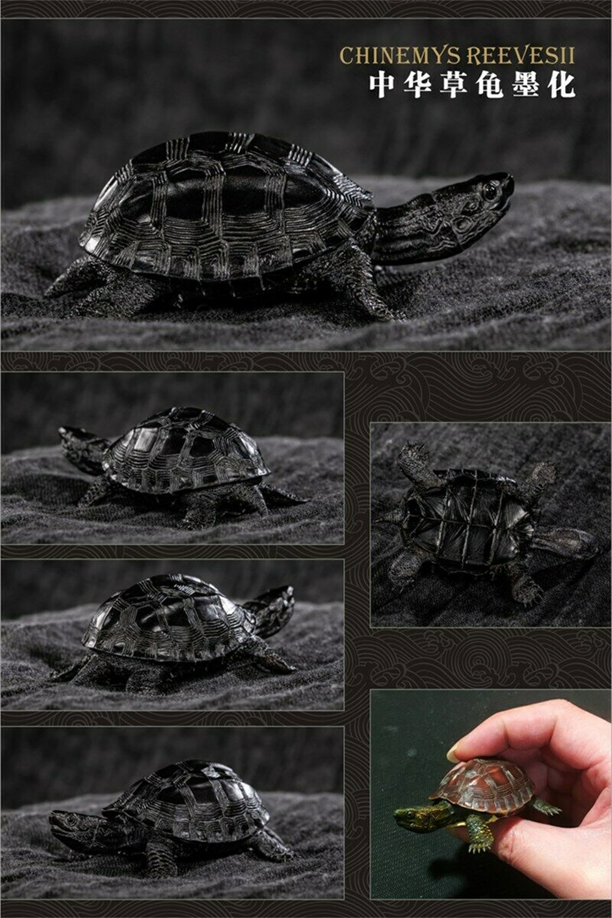 Mini Turtle Model Common Box Turtle Osceola Wild Animal Collector Toys Crafts Souvenirs Gift Doll Car Tea Table Decor Original