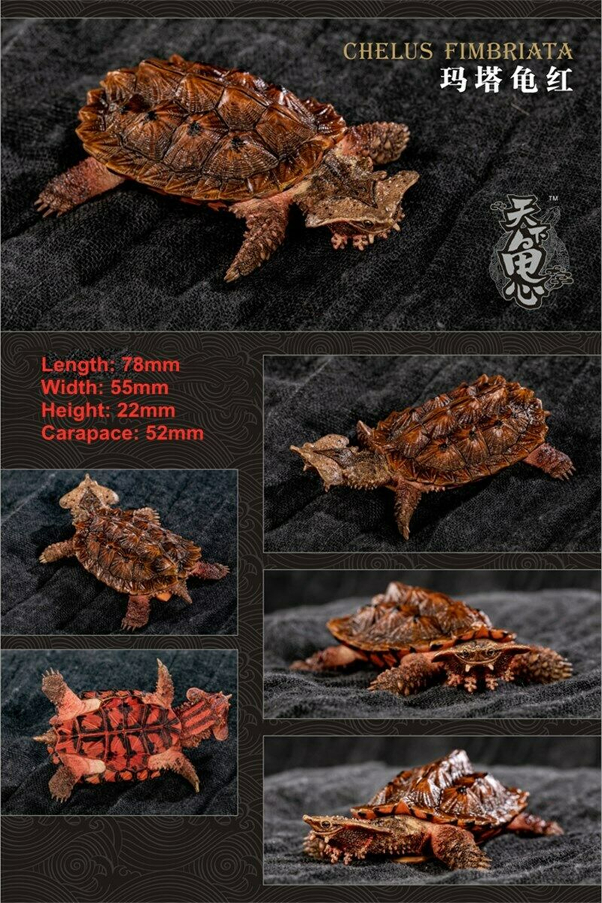 Mini Turtle Model Common Box Turtle Osceola Wild Animal Collector Toys Crafts Souvenirs Gift Doll Car Tea Table Decor Original