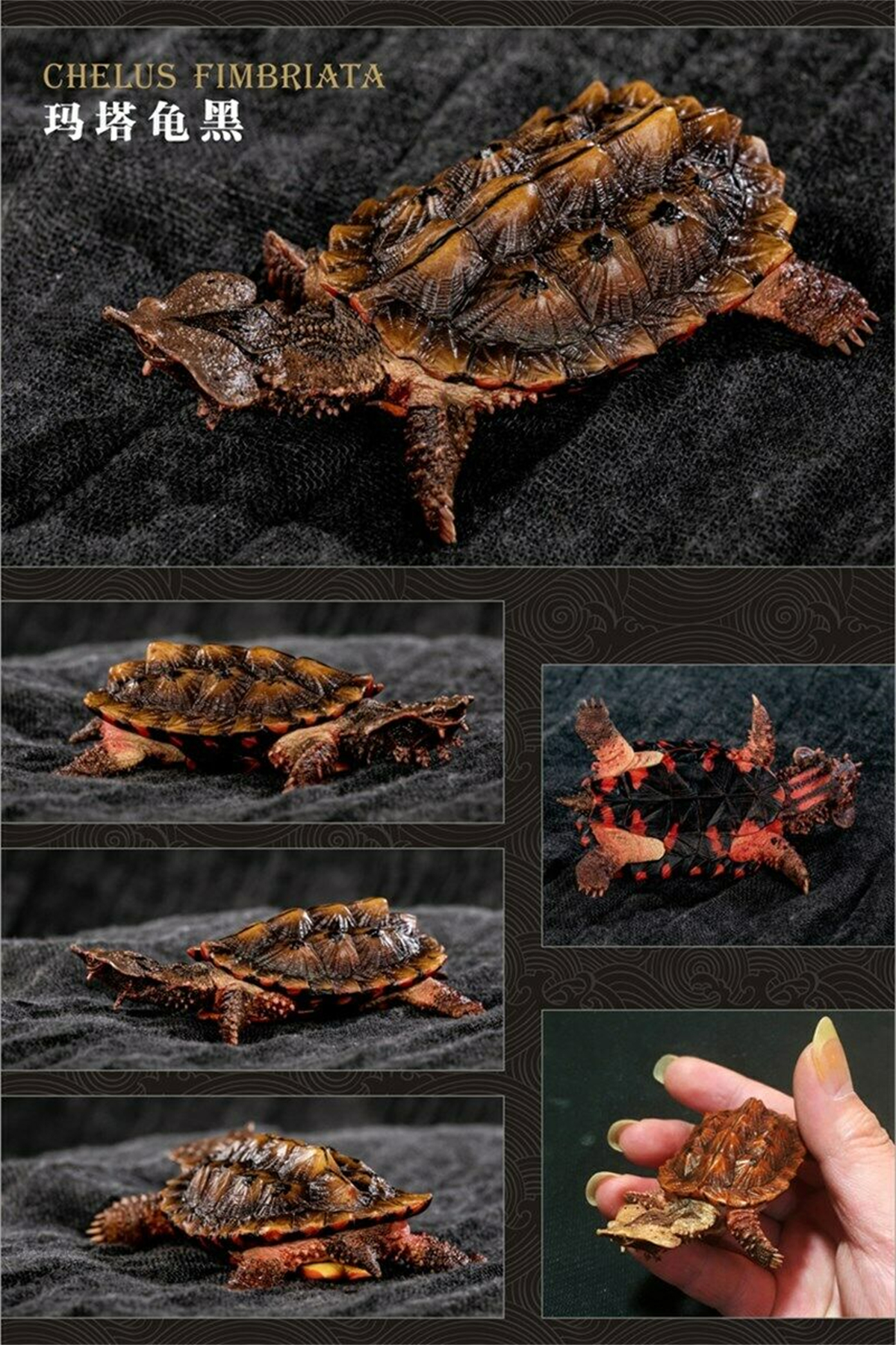 Mini Turtle Model Common Box Turtle Osceola Wild Animal Collector Toys Crafts Souvenirs Gift Doll Car Tea Table Decor Original