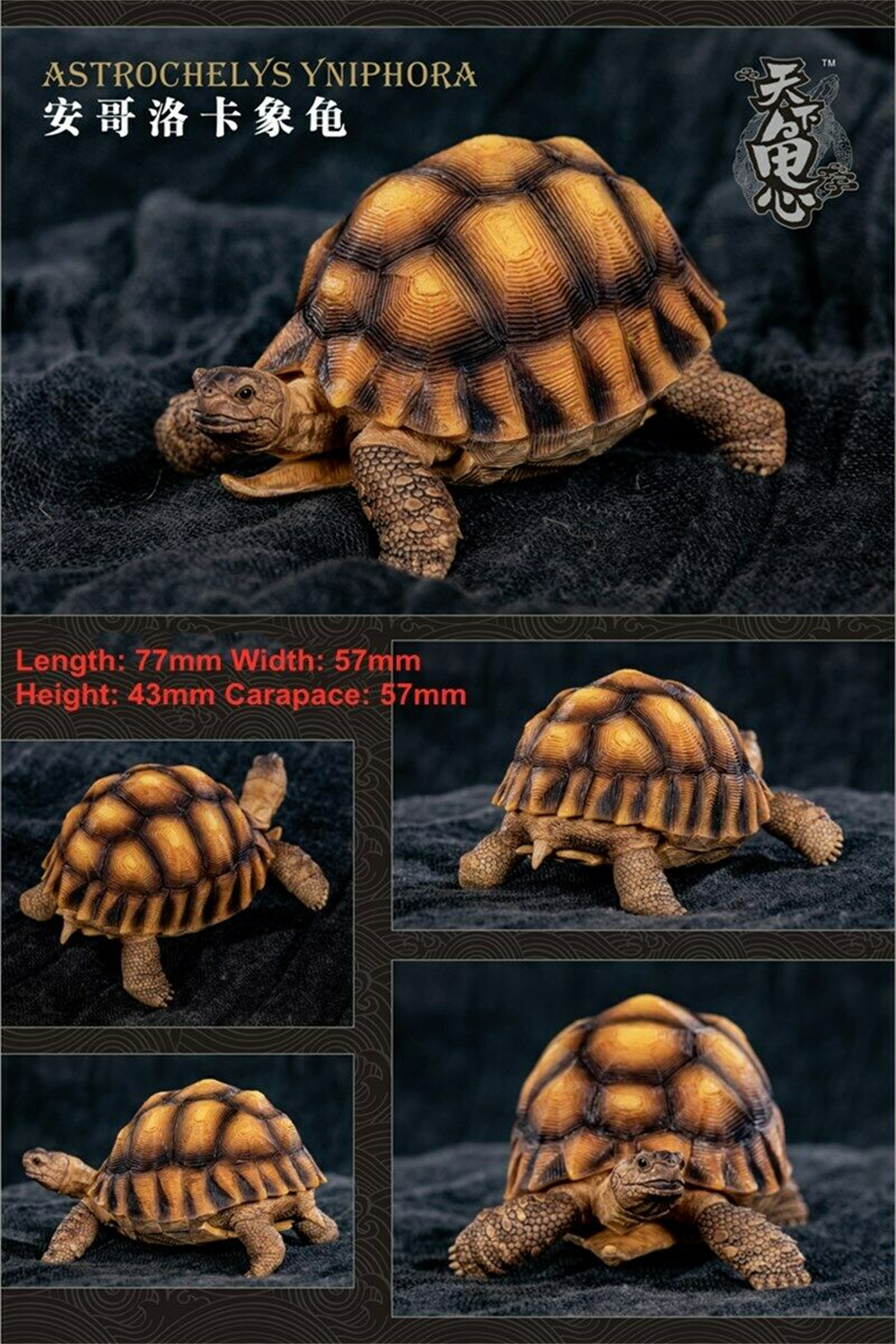 Mini Turtle Model Common Box Turtle Osceola Wild Animal Collector Toys Crafts Souvenirs Gift Doll Car Tea Table Decor Original