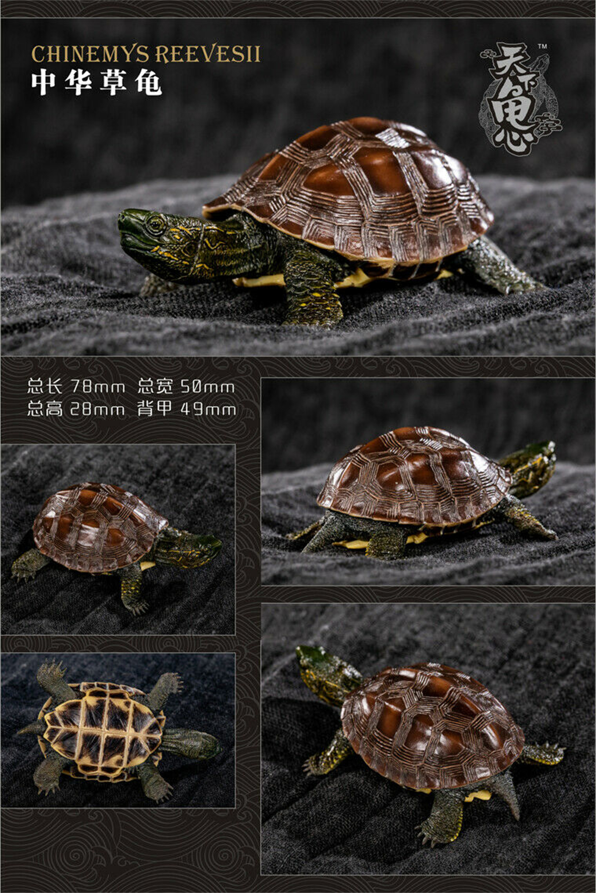 Mini Turtle Model Common Box Turtle Osceola Wild Animal Collector Toys Crafts Souvenirs Gift Doll Car Tea Table Decor Original