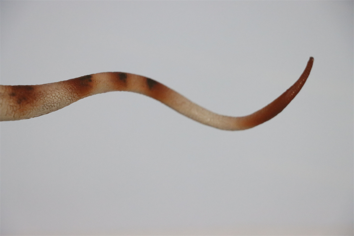 HAOLONGGOOD 1:35 Scale Dicraeosaurus Model Diplodocus Dinosaur Toy Animal Collector Decor HAOLONGGOOD 1:35 Scale Dicraeosaurus Model Diplodocus Dinosaur Toy Animal Collector Decor