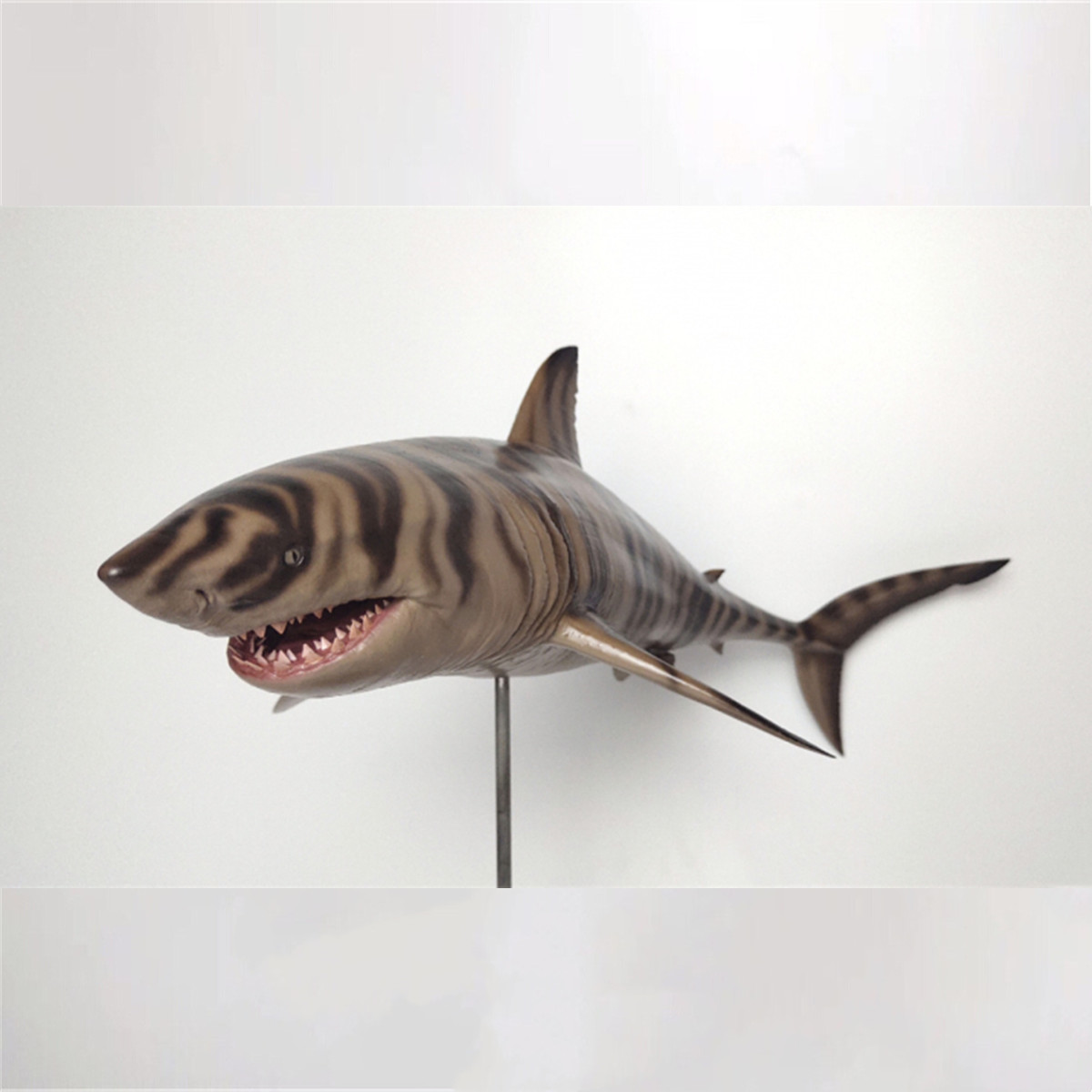 Rheic 1/35 Cretoxyrhina Model Ocean Cretaceous Shark Animal Educational for Children Collector Toy Collector Decoration