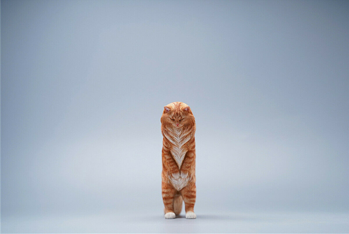 JXK 1/6 Maine Coon Model Animal Cute Cat Funny Collector Realistic Photo Props Soldier Decor Kids Educational Gift Toy In Stock