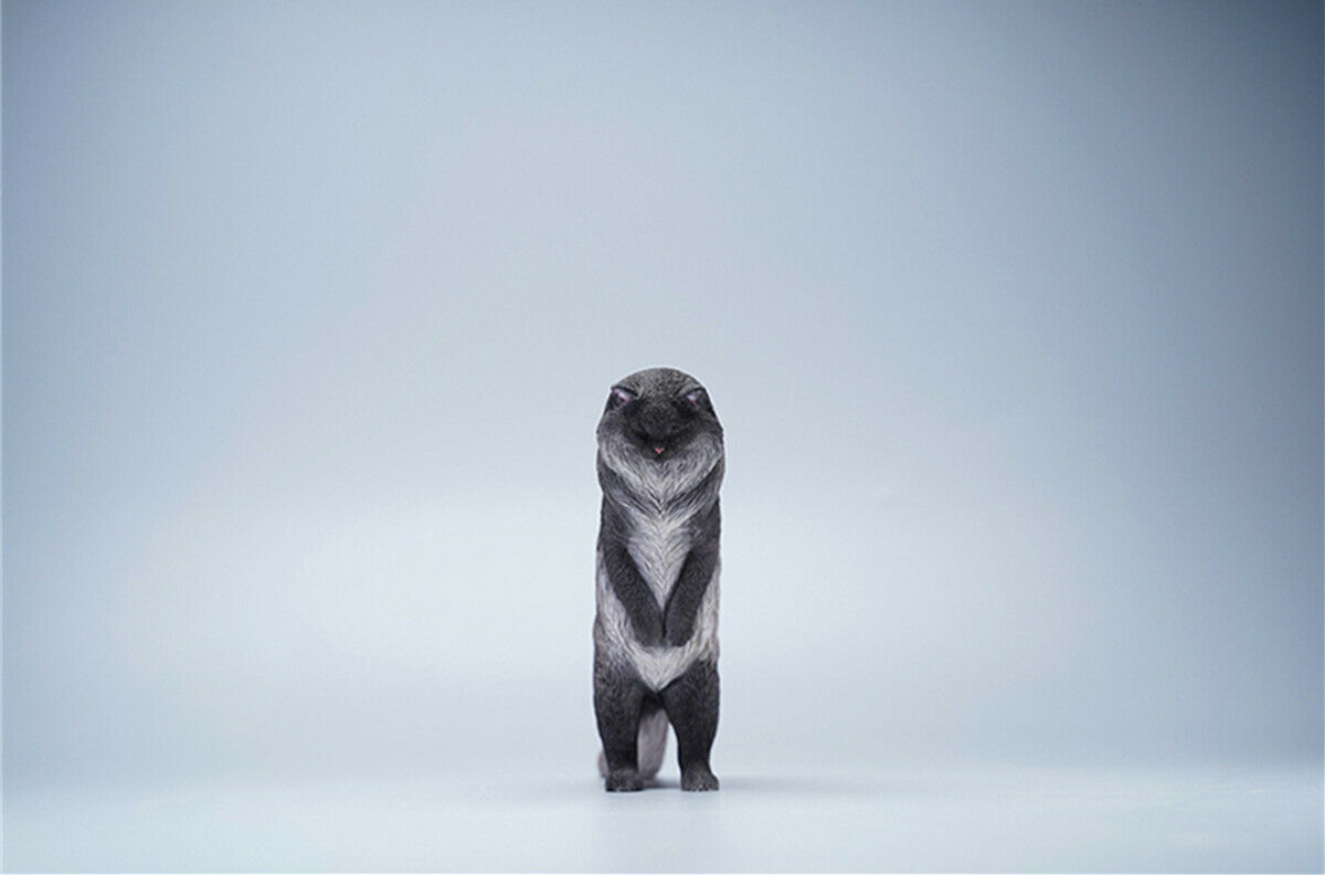 JXK 1/6 Maine Coon Model Animal Cute Cat Funny Collector Realistic Photo Props Soldier Decor Kids Educational Gift Toy In Stock