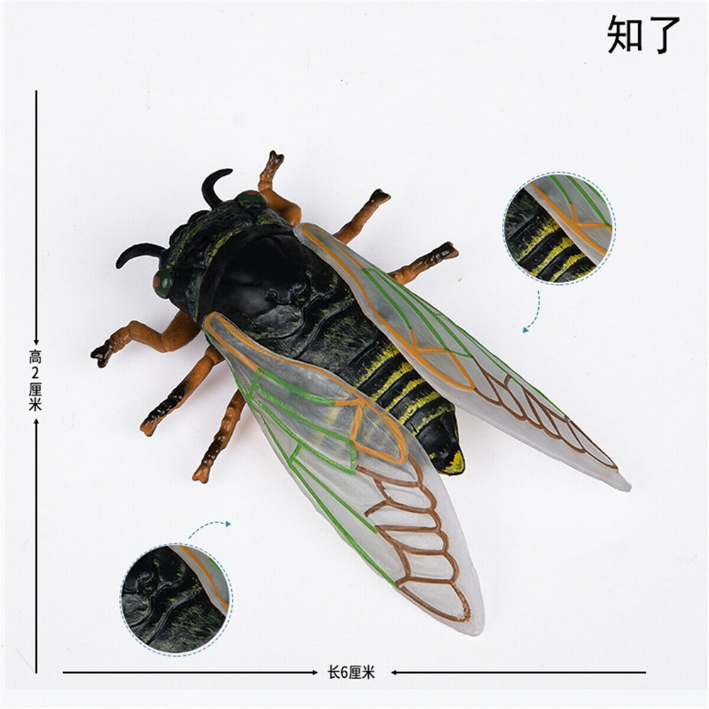 Simulation Animal Insect Dragonfly Butterfly Mantis Spider Bee Dynastes Hispellinus Cerambycidae Locust Kids Toy