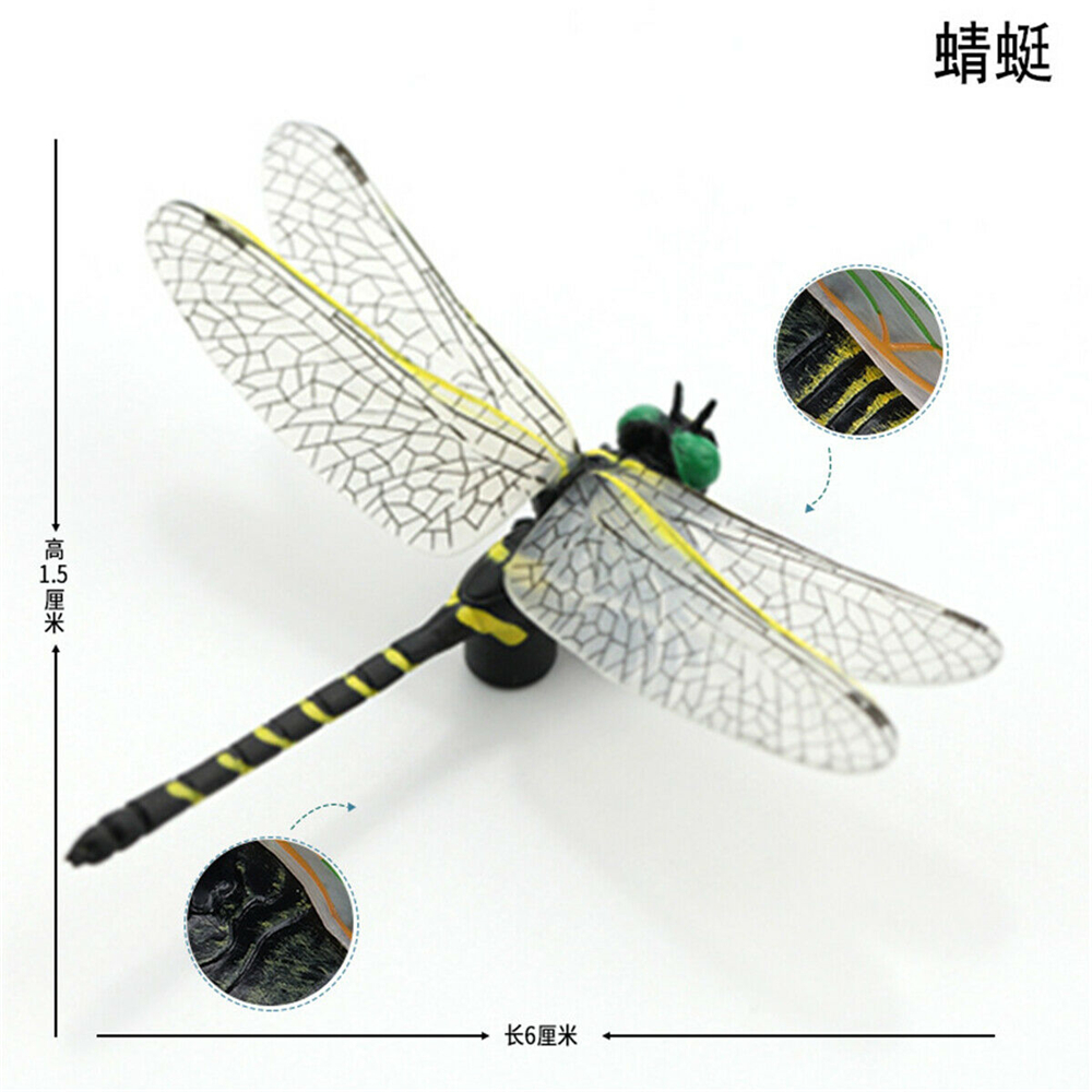 Simulation Animal Insect Dragonfly Butterfly Mantis Spider Bee Dynastes Hispellinus Cerambycidae Locust Kids Toy
