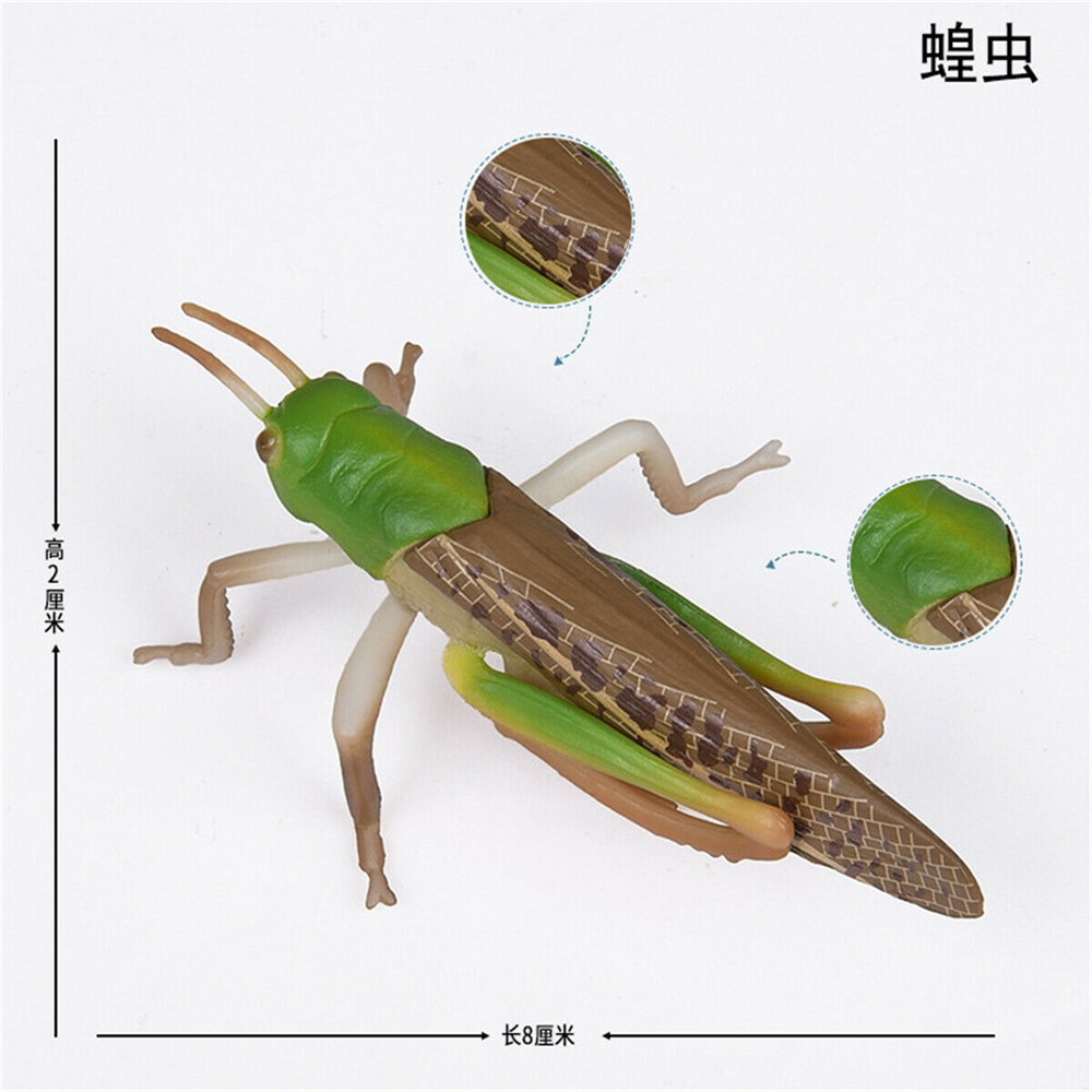 Simulation Animal Insect Dragonfly Butterfly Mantis Spider Bee Dynastes Hispellinus Cerambycidae Locust Kids Toy