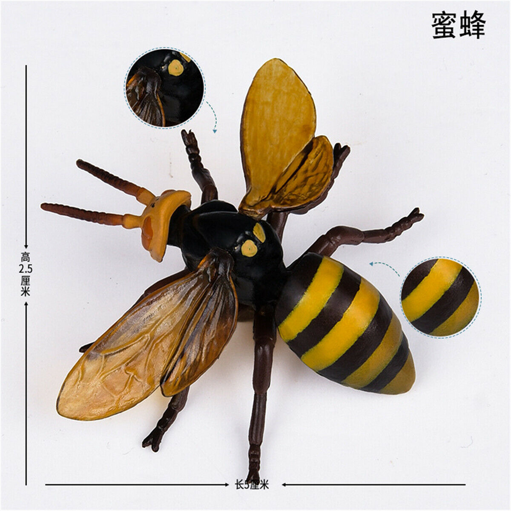 Simulation Animal Insect Dragonfly Butterfly Mantis Spider Bee Dynastes Hispellinus Cerambycidae Locust Kids Toy