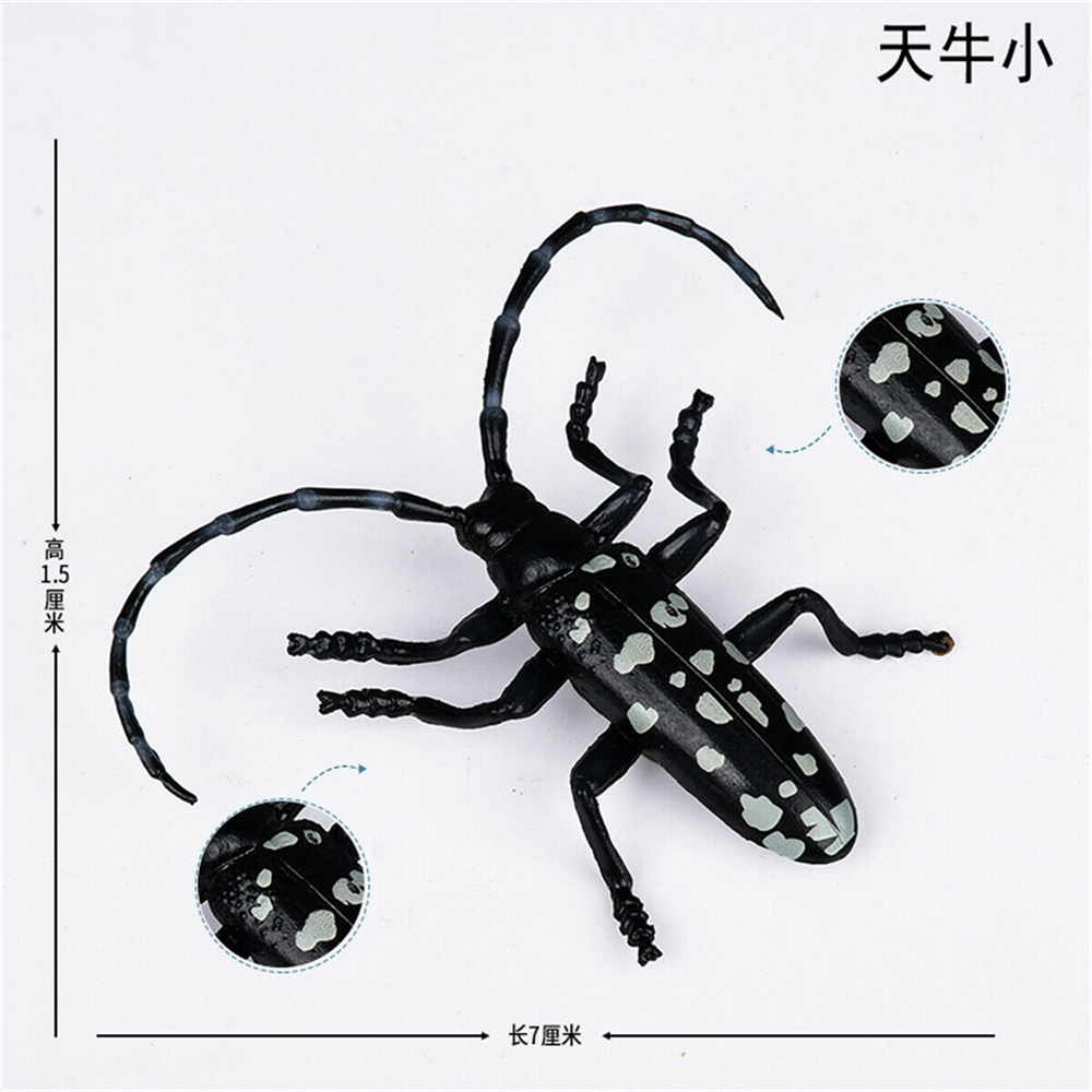 Simulation Animal Insect Dragonfly Butterfly Mantis Spider Bee Dynastes Hispellinus Cerambycidae Locust Kids Toy
