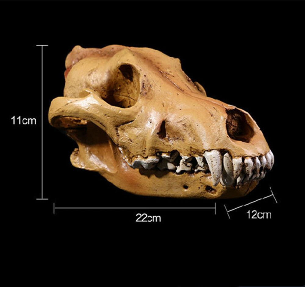 Wolf Skull 1:1 Scale Model Resin Decoration Home Props Toy Decor collector Gift Skull Fossil Teaching Skeleton Model Home Decor Wolf Skull 1:1 Scale Model Resin Decoration Home Props Toy Decor collector Gift Skull Fossil Teaching Skeleton Model Home Decor