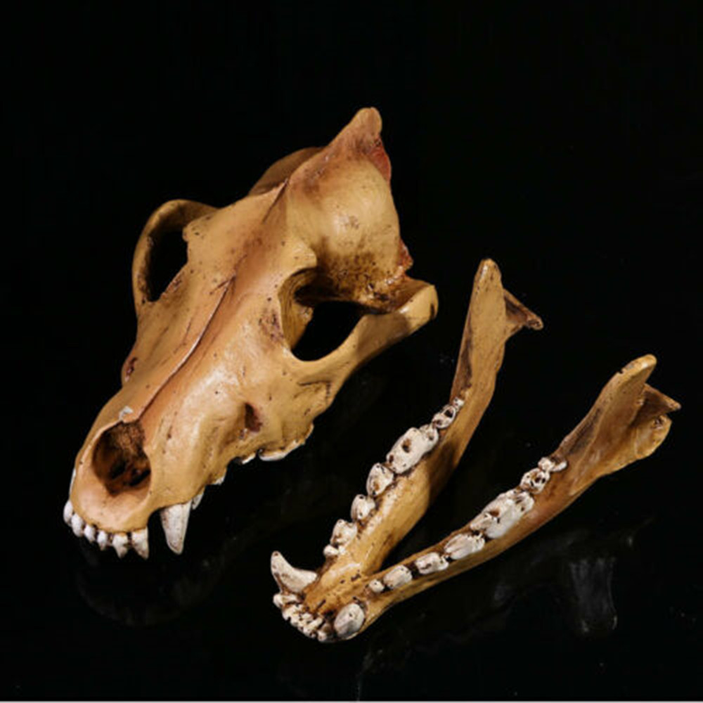 Wolf Skull 1:1 Scale Model Resin Decoration Home Props Toy Decor collector Gift Skull Fossil Teaching Skeleton Model Home Decor Wolf Skull 1:1 Scale Model Resin Decoration Home Props Toy Decor collector Gift Skull Fossil Teaching Skeleton Model Home Decor