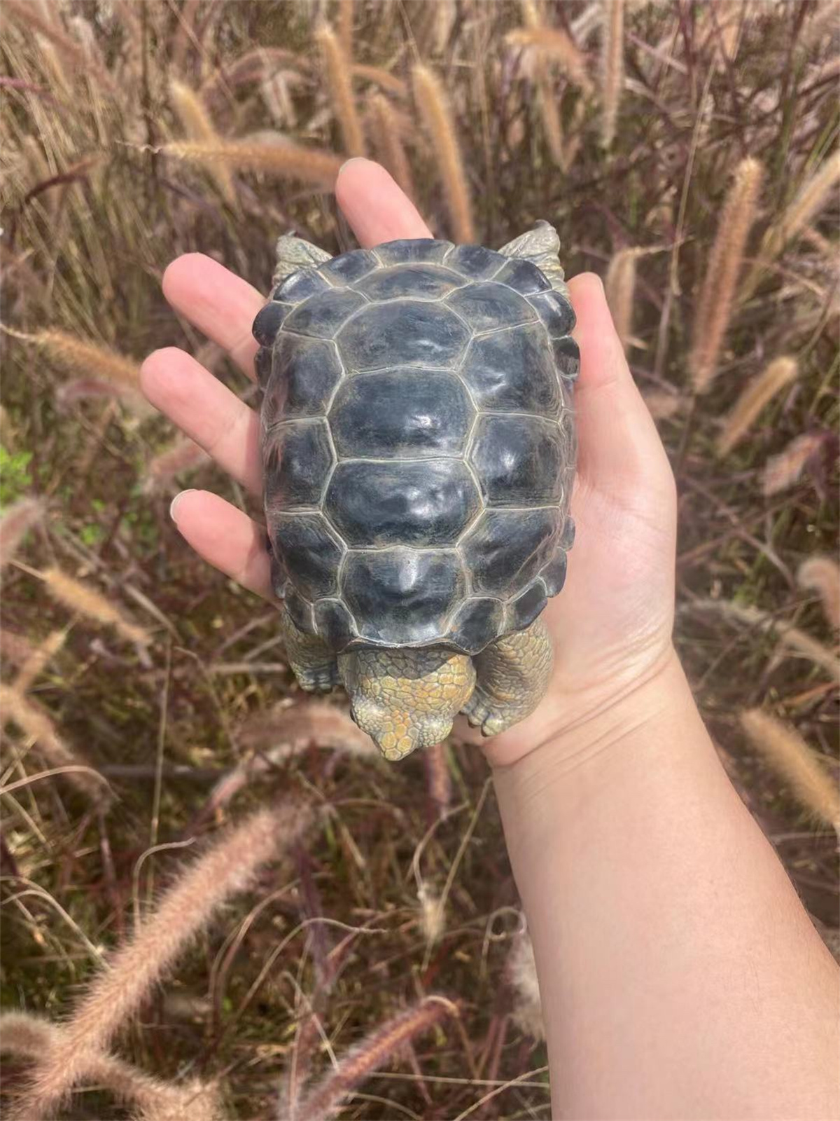 Galapagos Giant Tortoise Model Animal Chelonoidis galapagoensis Collector Decoration Testudinidae Geochelone Gift Realistic Toy