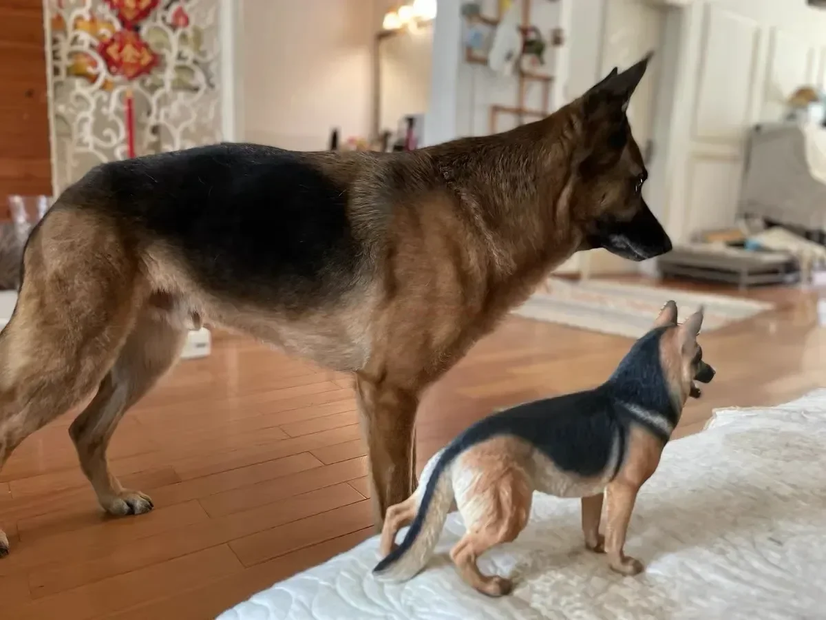 3 Colors 1/6 Scale Simulation German Shepherd Dog Police Dog Resin Model for 12 inch Action Figure Scene Accessories Decorantion 3 Colors 1/6 Scale Simulation German Shepherd Dog Police Dog Resin Model for 12 inch Action Figure Scene Accessories Decorantion