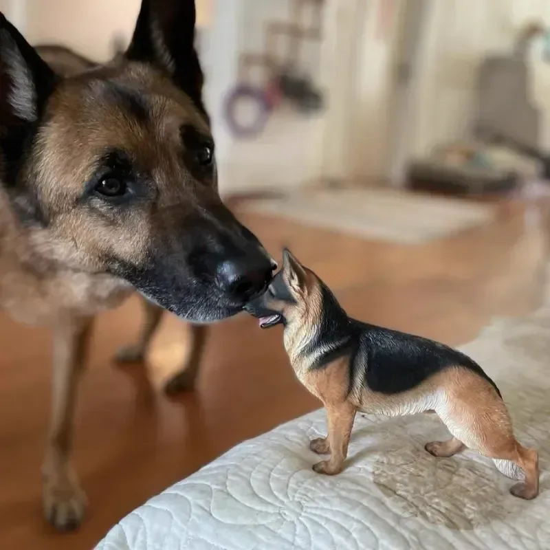 3 Colors 1/6 Scale Simulation German Shepherd Dog Police Dog Resin Model for 12 inch Action Figure Scene Accessories Decorantion 3 Colors 1/6 Scale Simulation German Shepherd Dog Police Dog Resin Model for 12 inch Action Figure Scene Accessories Decorantion