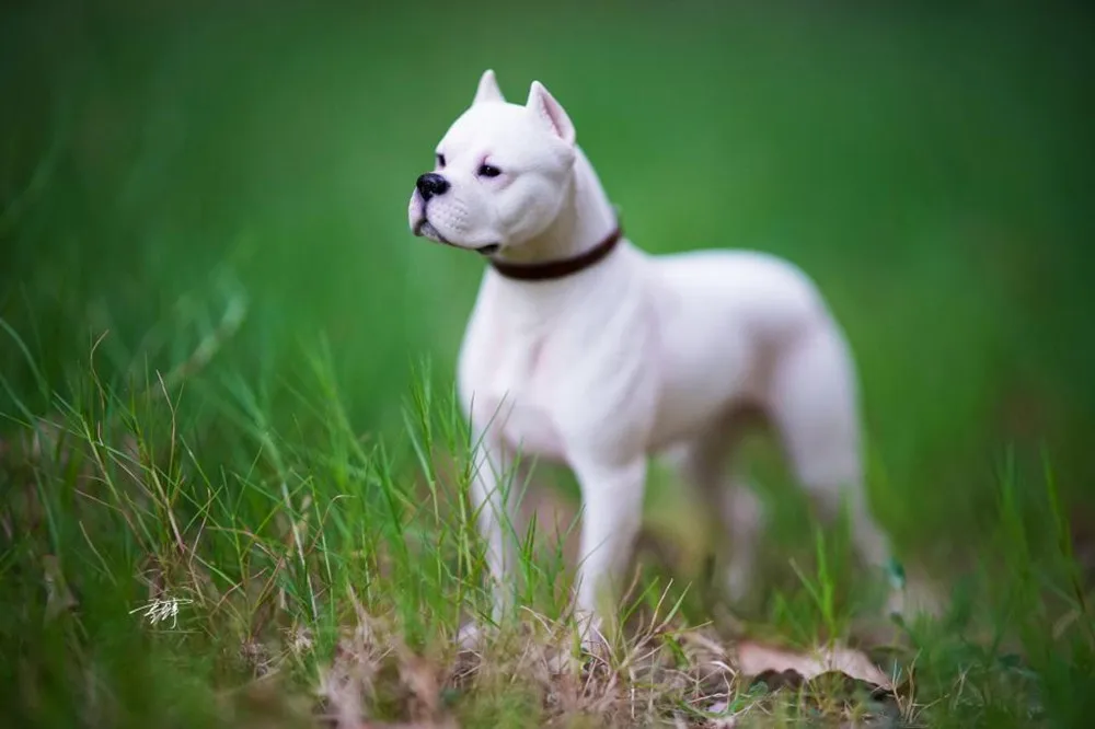 M7 1/6 Dogo Argentinos Dog Pet Figure Animal Model Collector Decoration Resin Education Adult Kids Toy Gift