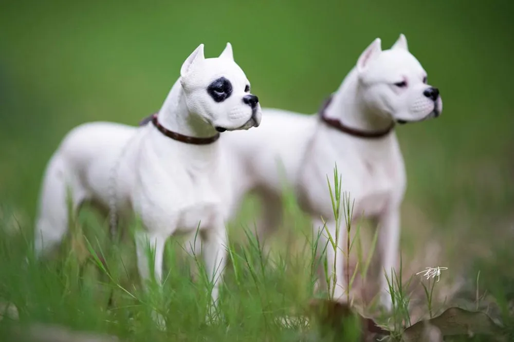 M7 1/6 Dogo Argentinos Dog Pet Figure Animal Model Collector Decoration Resin Education Adult Kids Toy Gift