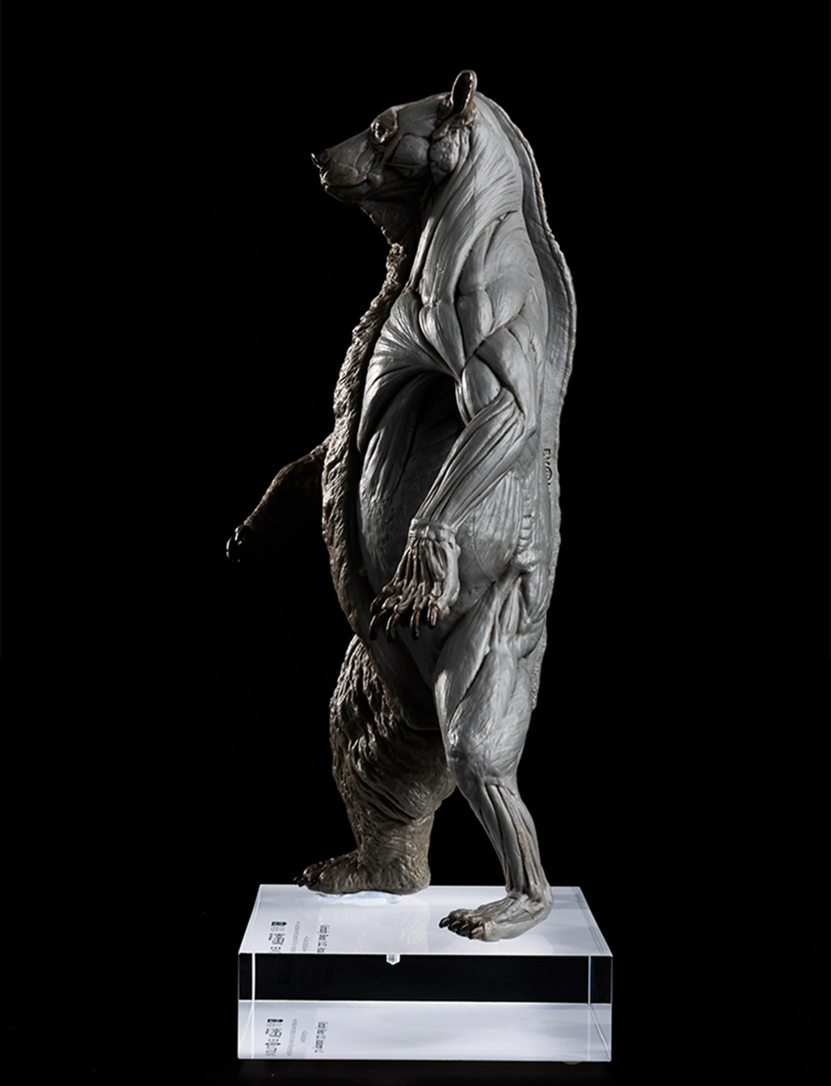 EVOLABORATORY 1/12 Bear Ursidae Muscle Anatomy Model Animal Educational Realistic Scene Decor Figure Collector GK Art Sculpture EVOLABORATORY 1/12 Bear Ursidae Muscle Anatomy Model Animal Educational Realistic Scene Decor Figure Collector GK Art Sculpture