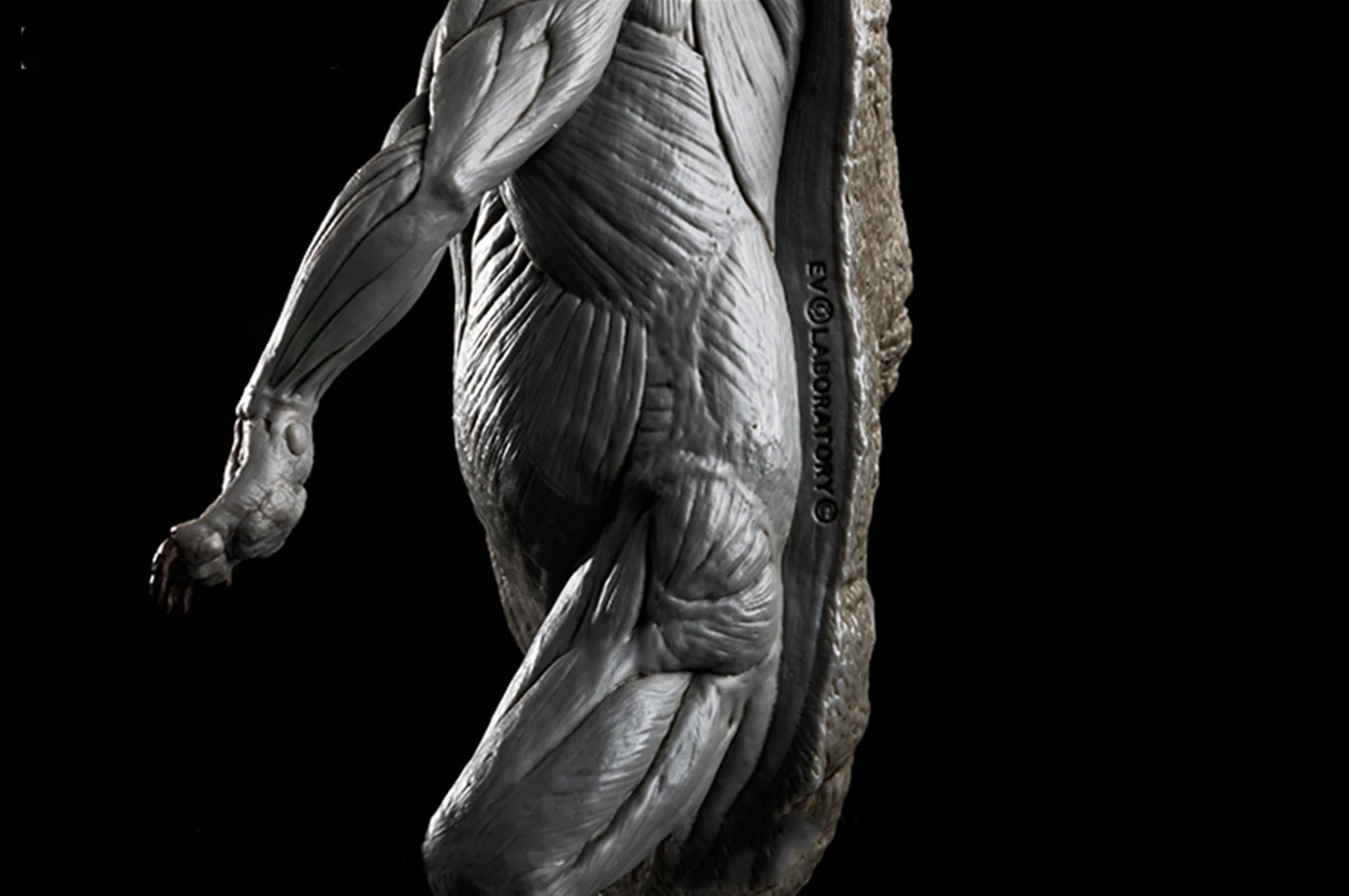 EVOLABORATORY 1/12 Bear Ursidae Muscle Anatomy Model Animal Educational Realistic Scene Decor Figure Collector GK Art Sculpture EVOLABORATORY 1/12 Bear Ursidae Muscle Anatomy Model Animal Educational Realistic Scene Decor Figure Collector GK Art Sculpture