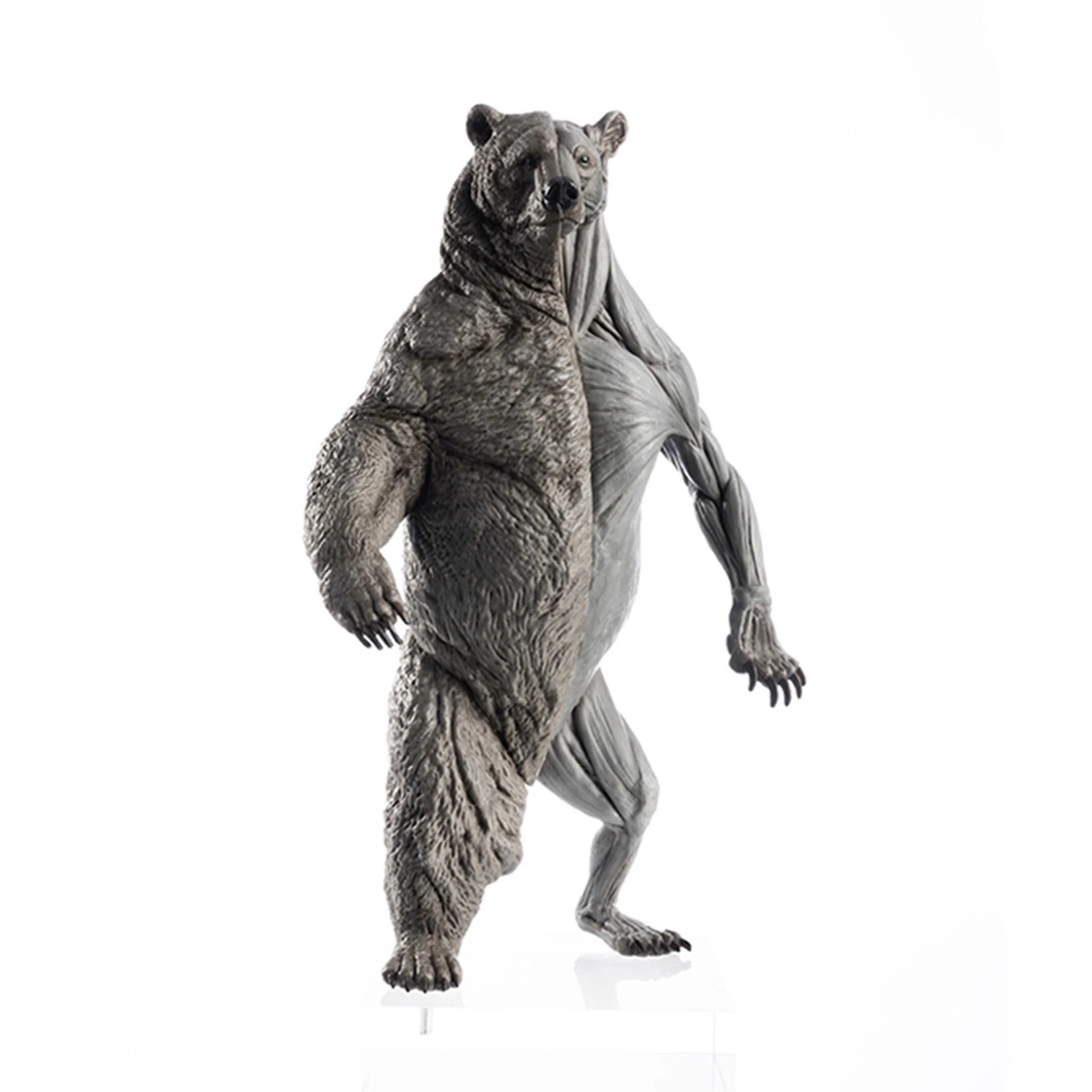 EVOLABORATORY 1/12 Bear Ursidae Muscle Anatomy Model Animal Educational Realistic Scene Decor Figure Collector GK Art Sculpture EVOLABORATORY 1/12 Bear Ursidae Muscle Anatomy Model Animal Educational Realistic Scene Decor Figure Collector GK Art Sculpture