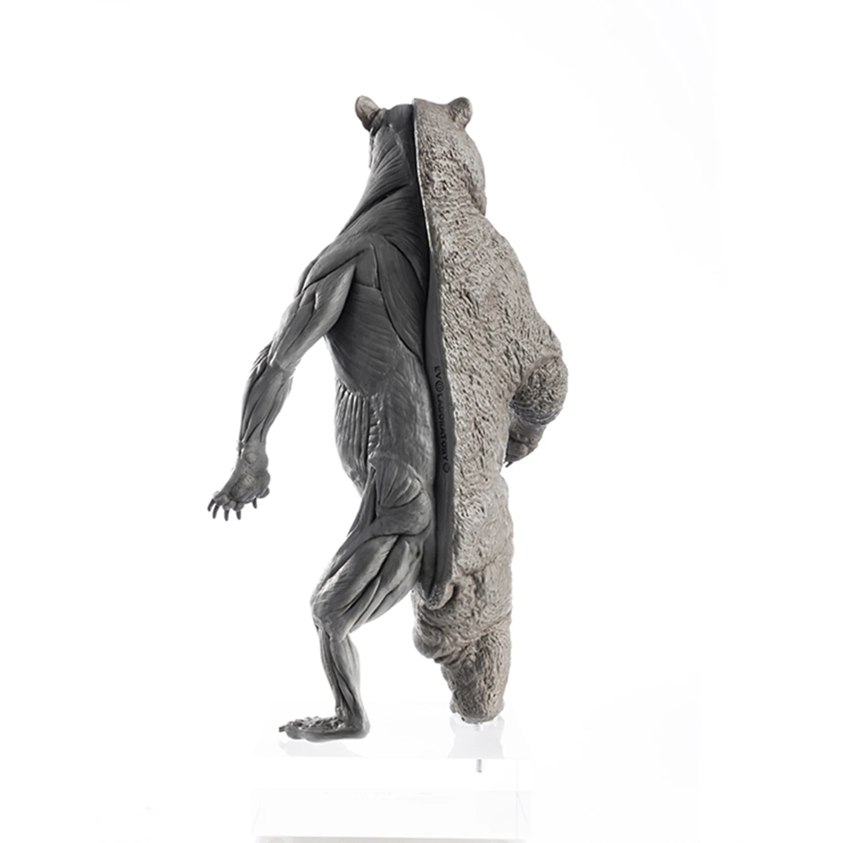 EVOLABORATORY 1/12 Bear Ursidae Muscle Anatomy Model Animal Educational Realistic Scene Decor Figure Collector GK Art Sculpture EVOLABORATORY 1/12 Bear Ursidae Muscle Anatomy Model Animal Educational Realistic Scene Decor Figure Collector GK Art Sculpture