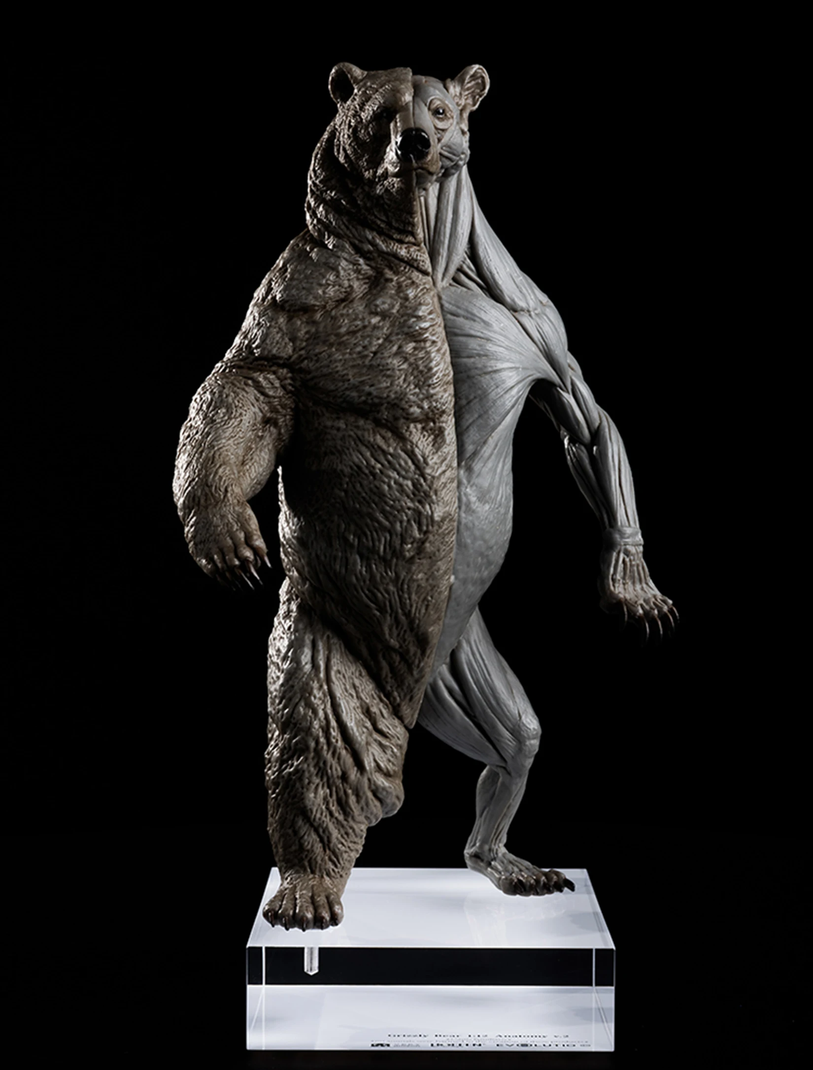 EVOLABORATORY 1/12 Bear Ursidae Muscle Anatomy Model Animal Educational Realistic Scene Decor Figure Collector GK Art Sculpture EVOLABORATORY 1/12 Bear Ursidae Muscle Anatomy Model Animal Educational Realistic Scene Decor Figure Collector GK Art Sculpture