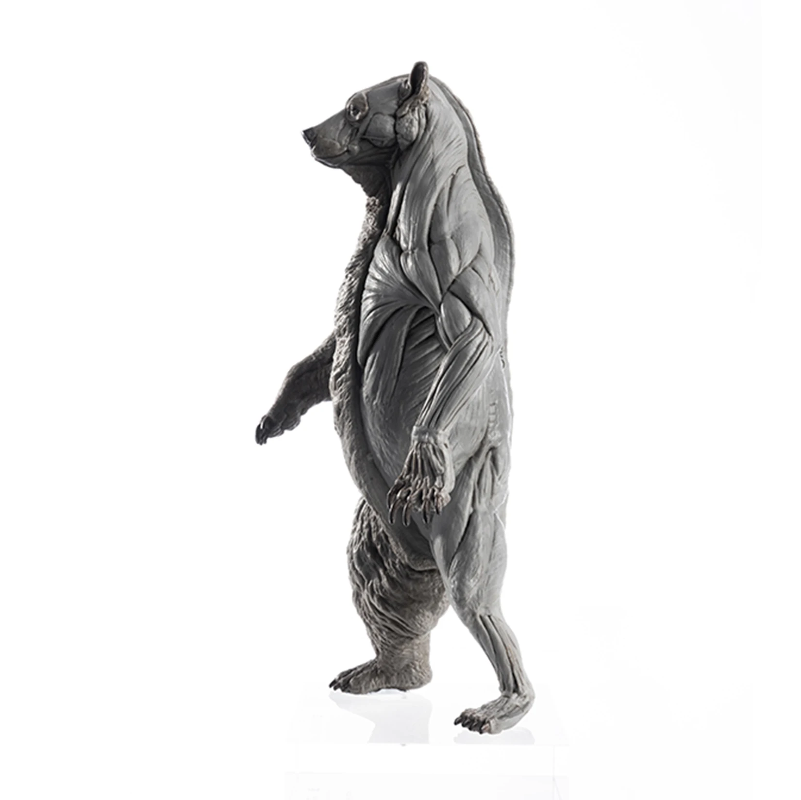 EVOLABORATORY 1/12 Bear Ursidae Muscle Anatomy Model Animal Educational Realistic Scene Decor Figure Collector GK Art Sculpture EVOLABORATORY 1/12 Bear Ursidae Muscle Anatomy Model Animal Educational Realistic Scene Decor Figure Collector GK Art Sculpture