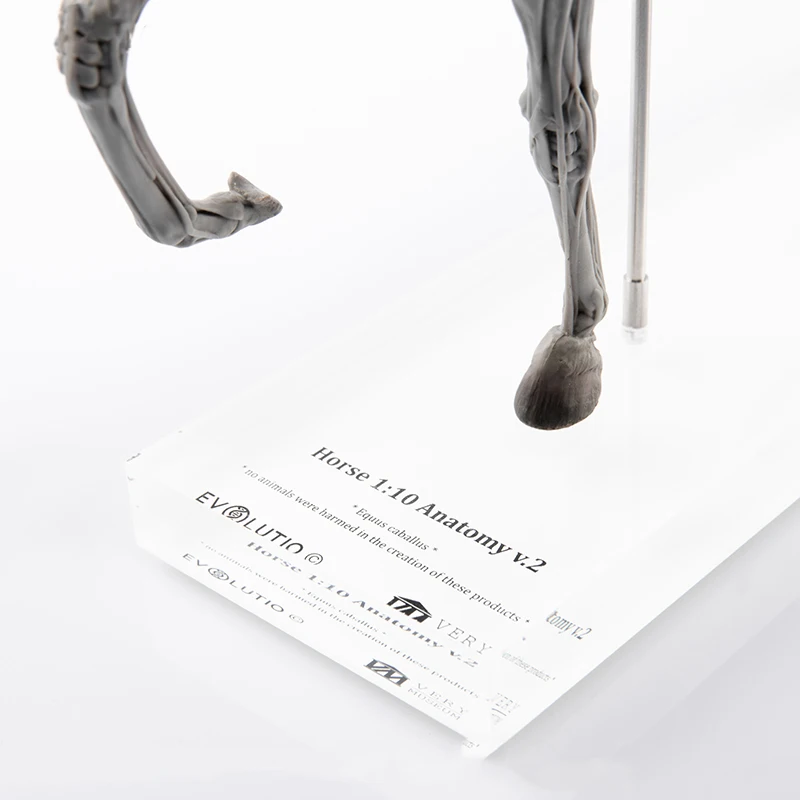 EVOLABORATORY Horse Muscle Anatomy Model Educational Scene Art Decoration Collection Birthday Gift For Adults  Realistic Toy