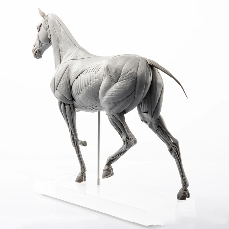 EVOLABORATORY Horse Muscle Anatomy Model Educational Scene Art Decoration Collection Birthday Gift For Adults  Realistic Toy