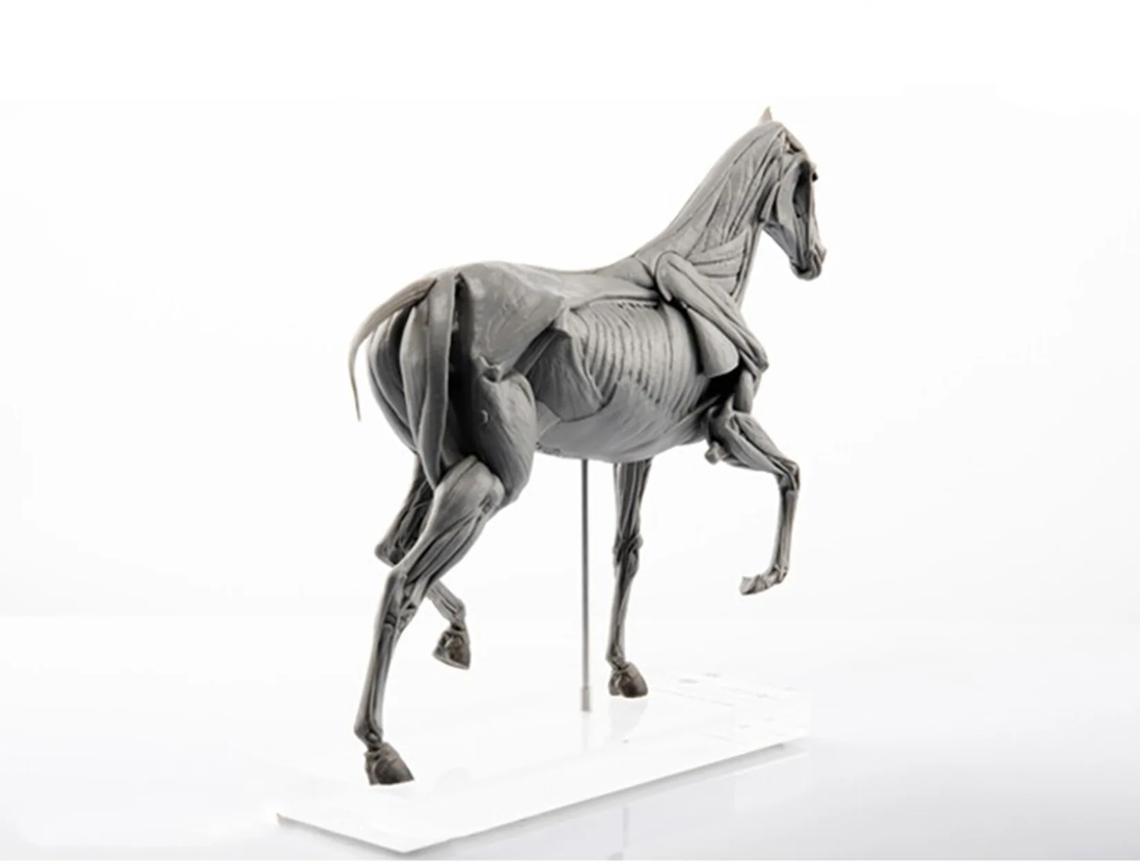 EVOLABORATORY Horse Muscle Anatomy Model Educational Scene Art Decoration Collection Birthday Gift For Adults  Realistic Toy