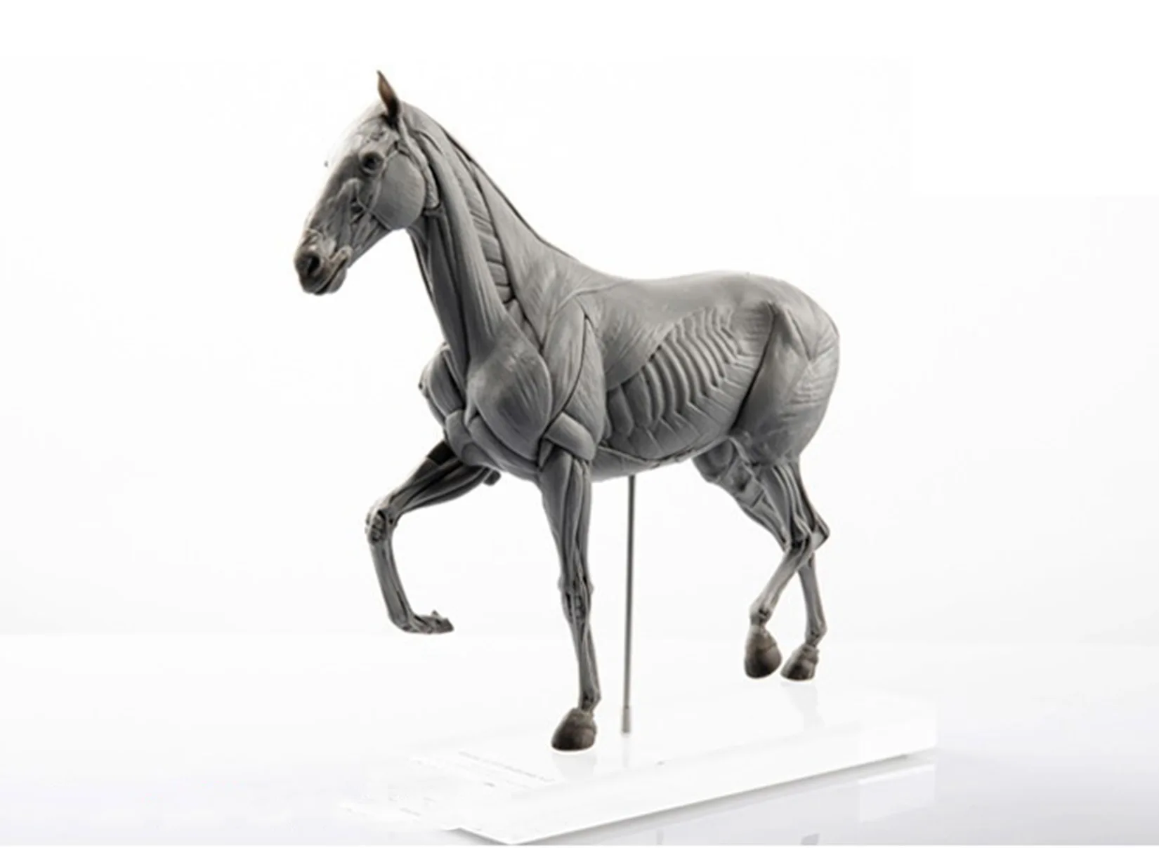 EVOLABORATORY Horse Muscle Anatomy Model Educational Scene Art Decoration Collection Birthday Gift For Adults  Realistic Toy