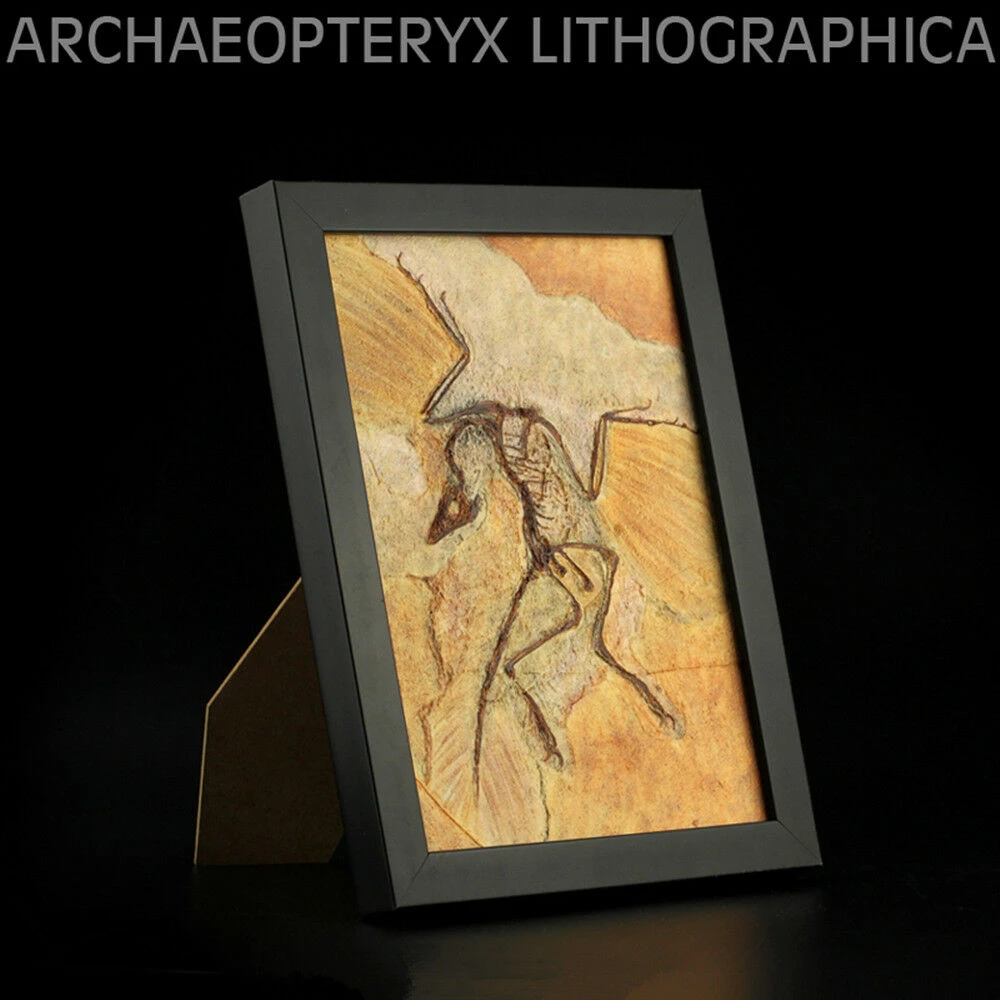 Vitae Archaeopteryx lithographica Fossil Photo Frame Dinosaur Toys Animal Collector Decoration Adults Gift