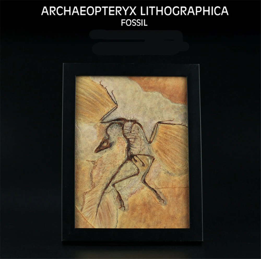 Vitae Archaeopteryx lithographica Fossil Photo Frame Dinosaur Toys Animal Collector Decoration Adults Gift
