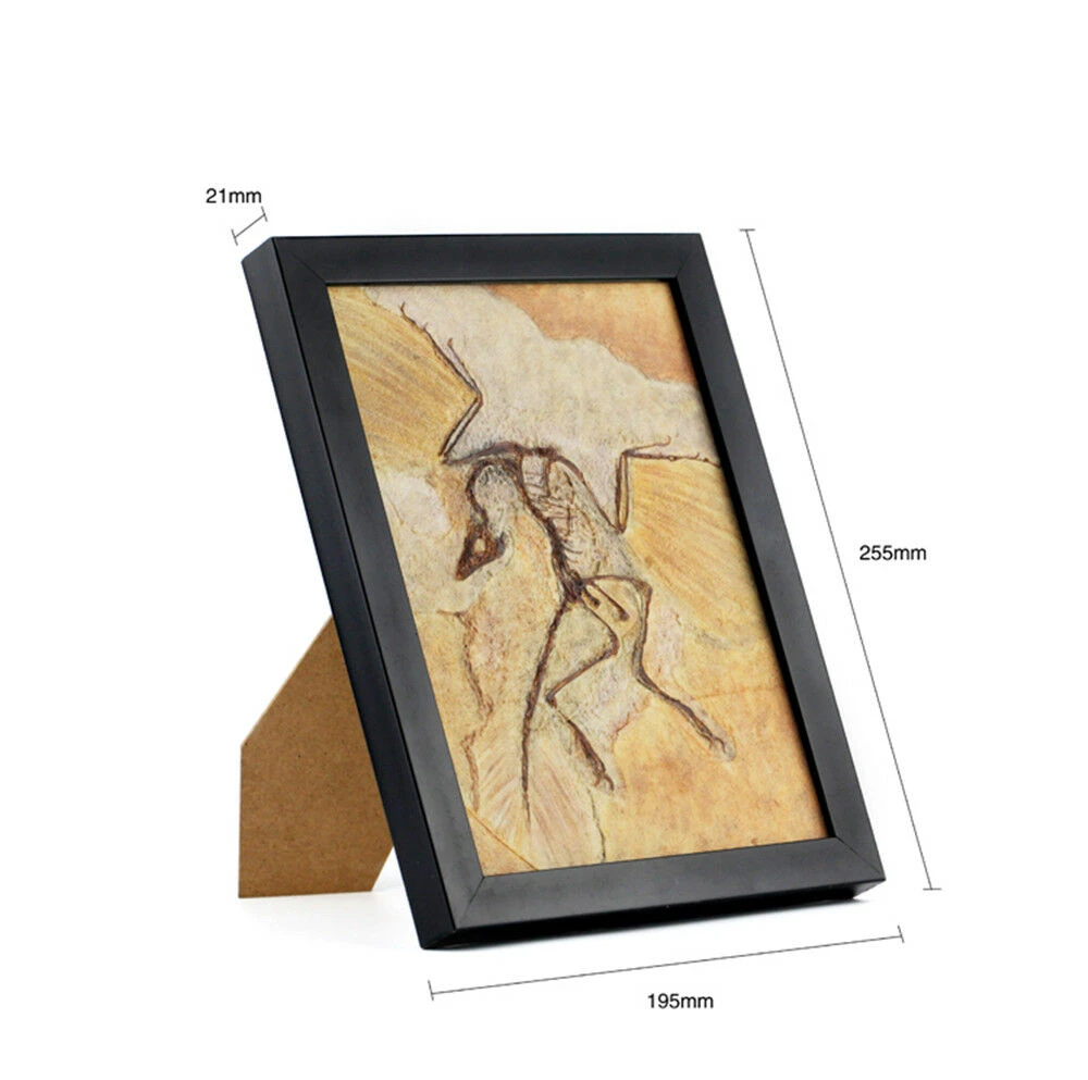 Vitae Archaeopteryx lithographica Fossil Photo Frame Dinosaur Toys Animal Collector Decoration Adults Gift